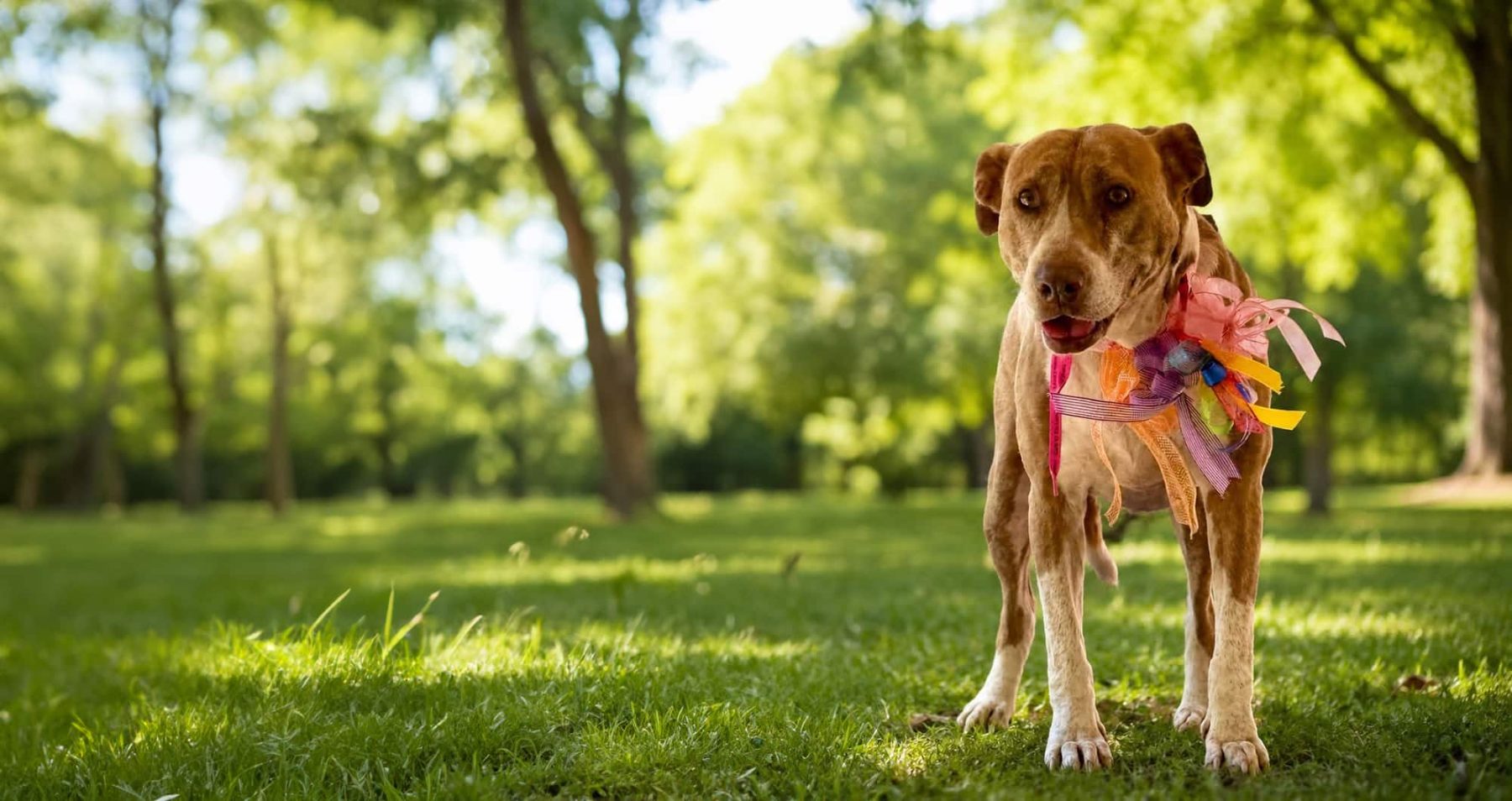 Rescue dog wearing a colorful ribbon collar standing in a sunny green yard at PALS Rescue in McComb, MS