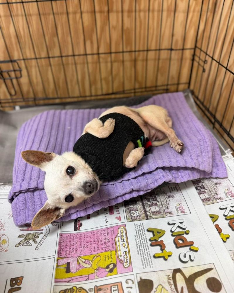Small rescue dog in a sweater resting on a soft blanket in a foster home near McComb, Mississippi